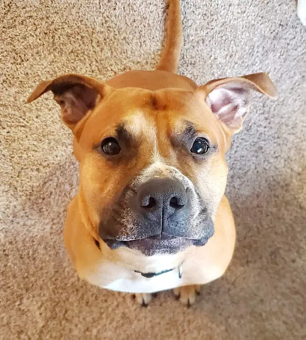 St. Francis Animal Hospital 5