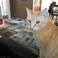 St. Francis Animal Hospital ico