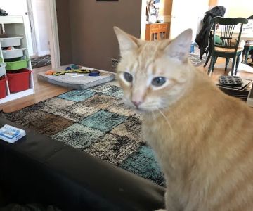 St. Francis Animal Hospital
