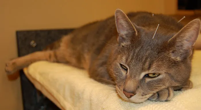 Two Rivers Veterinary Clinic 2