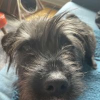 Two Rivers Veterinary Clinic ico