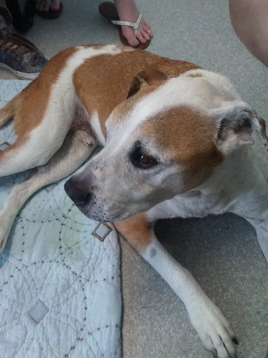 Boulevard Animal Hospital 2