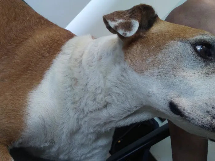 Boulevard Animal Hospital 3