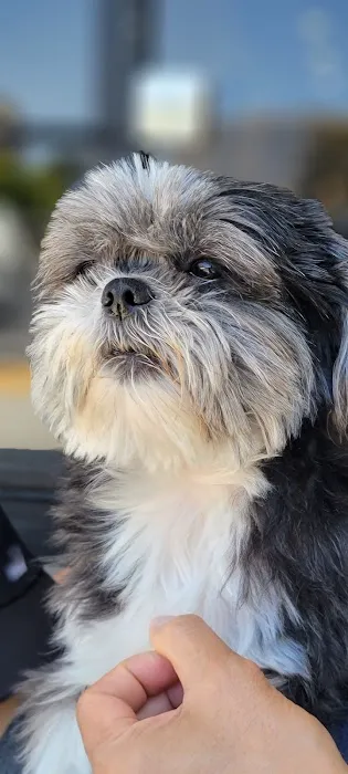 Boulevard Animal Hospital 4