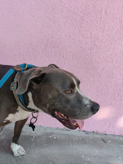 Boulevard Animal Hospital 10