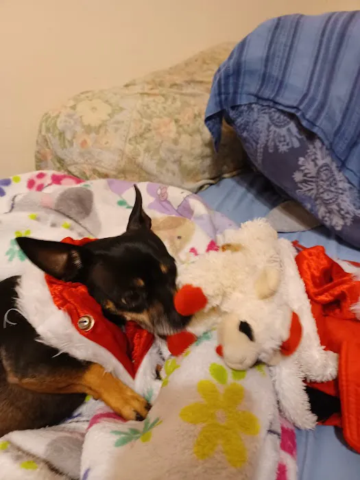Stanton Pet Hospital 10