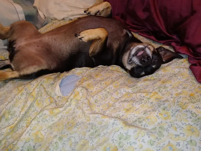 Stanton Pet Hospital 7