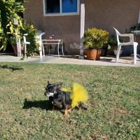 Stanton Pet Hospital ico