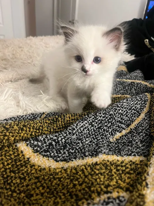 Ragdoll Kittens by CiCi 12