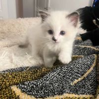 Ragdoll Kittens by CiCi ico