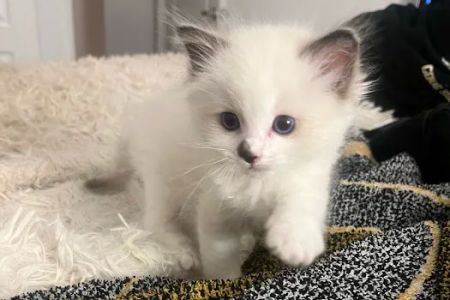 Ragdoll Kittens by CiCi