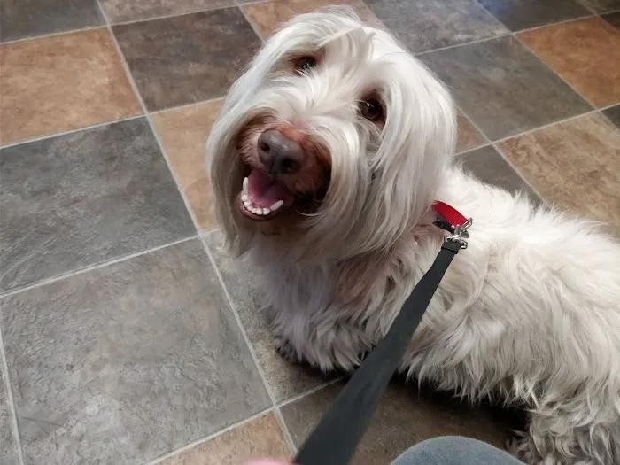 Brookhaven Pet Hospital 6