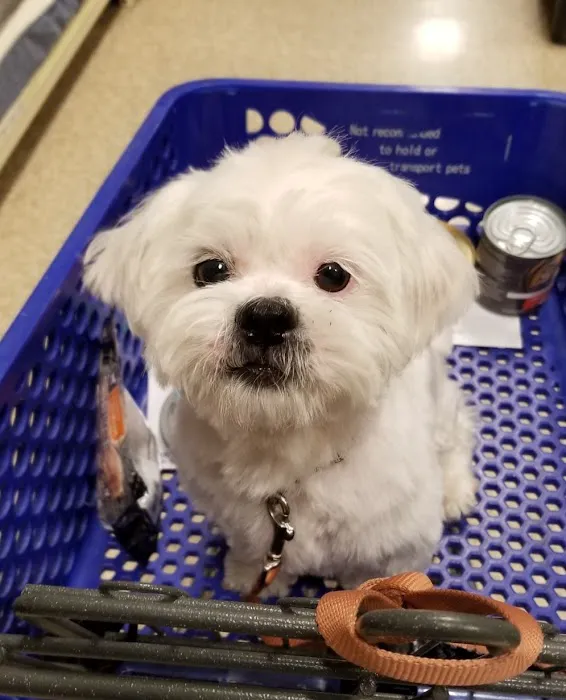 Brookhaven Pet Hospital 3