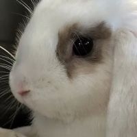 Brookhaven Pet Hospital ico