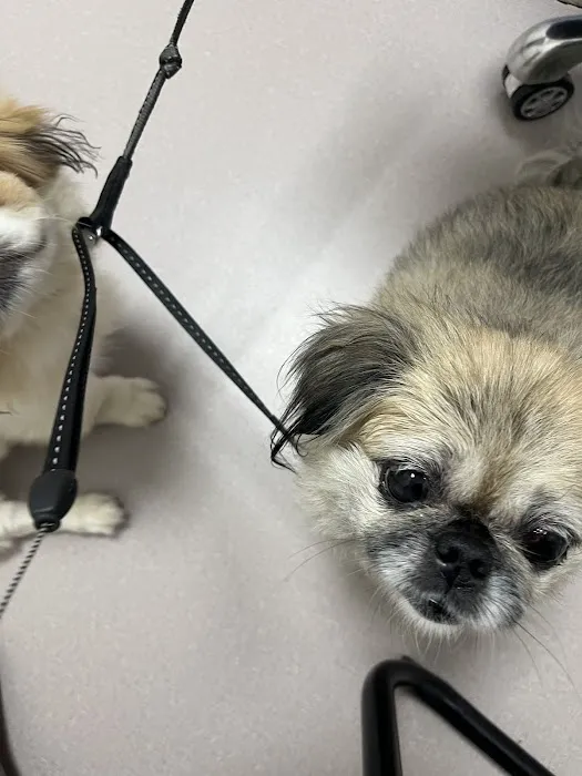 LOVE Animal Hospital and Urgent Care 9