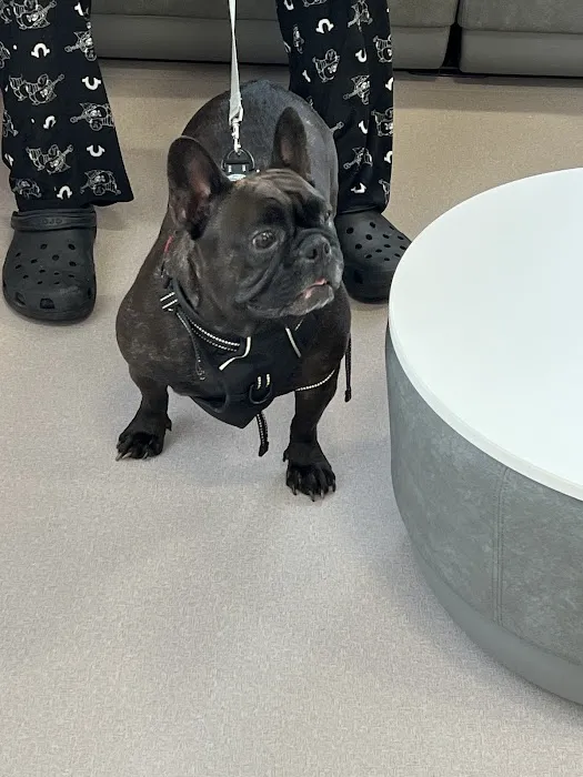LOVE Animal Hospital and Urgent Care 1