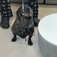 LOVE Animal Hospital and Urgent Care ico