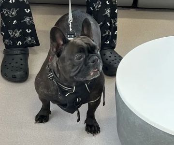 LOVE Animal Hospital and Urgent Care