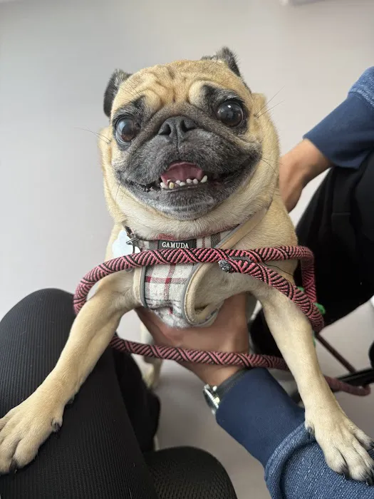 LOVE Animal Hospital and Urgent Care 5
