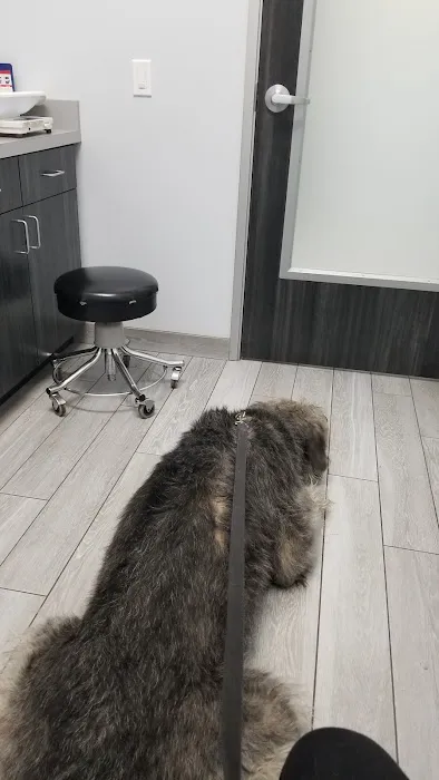 Seal Beach Vet - Dr. Stefan Korzeniowski 1