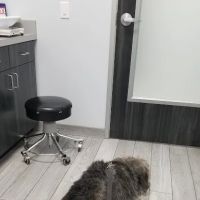 Seal Beach Vet - Dr. Stefan Korzeniowski ico