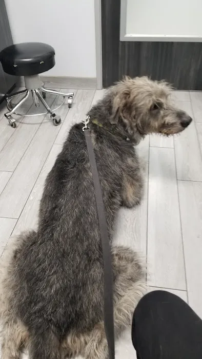 Seal Beach Vet - Dr. Stefan Korzeniowski 2