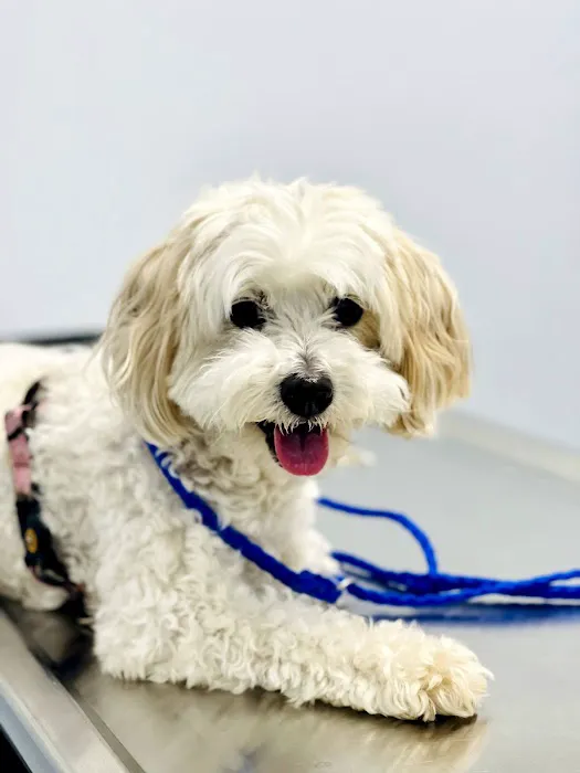 Los Alamitos Animal Hospital 1