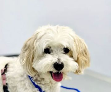 Los Alamitos Animal Hospital