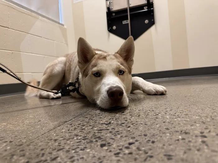 Vetco Total Care Animal Hospital 12
