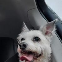 Vetco Total Care Animal Hospital ico