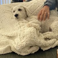 Acacia Animal Hospital ico