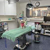 ABC Animal Hospital ico