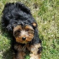 Cypress Dog & Cat Hospital ico