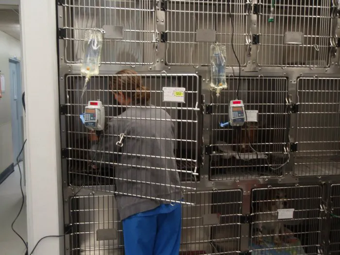 VCA Rossmoor-El Dorado Animal Hospital 2