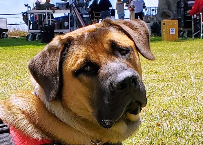 VCA Rossmoor-El Dorado Animal Hospital 5