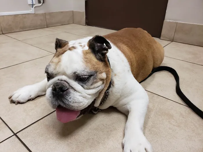 VCA Rossmoor-El Dorado Animal Hospital 4