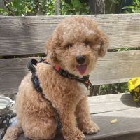 Gentle Care Pet Clinic ico