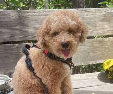 Gentle Care Pet Clinic