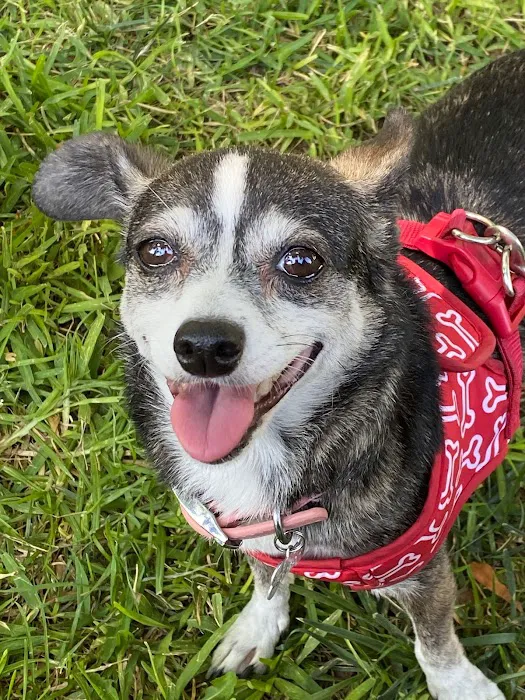 Gentle Care Pet Clinic 6