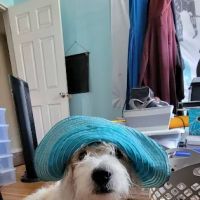 Freckles and Friends Pet Clinic ico