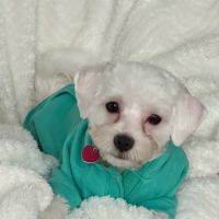 Phinney Veterinary ico