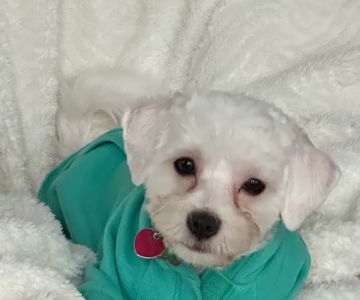 Phinney Veterinary