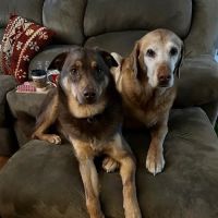 Lake Forest Park Animal Hospital ico