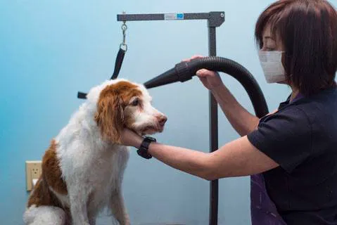Finn Hill Animal Hospital Kirkland WA 4