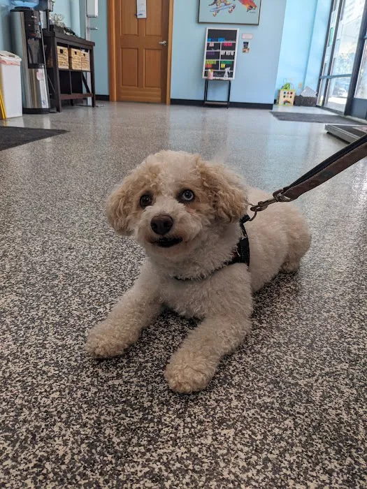 Finn Hill Animal Hospital Kirkland WA 8