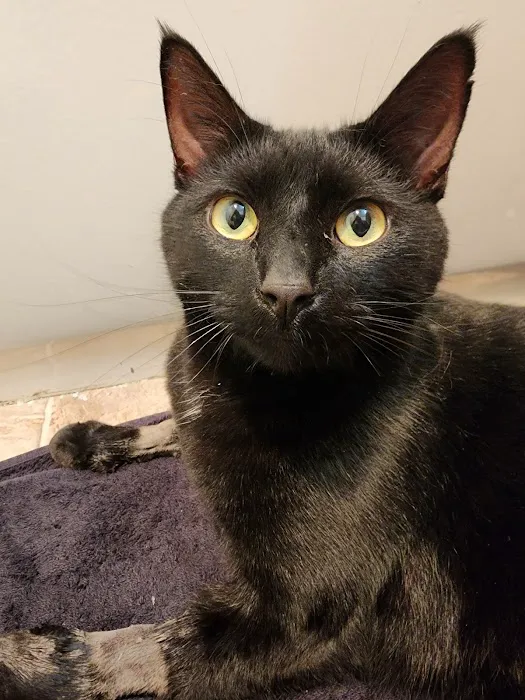 Animal Medical Center of Seattle 10