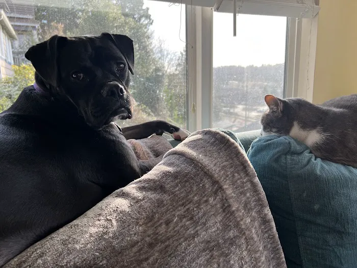 Animal Medical Center of Seattle 9