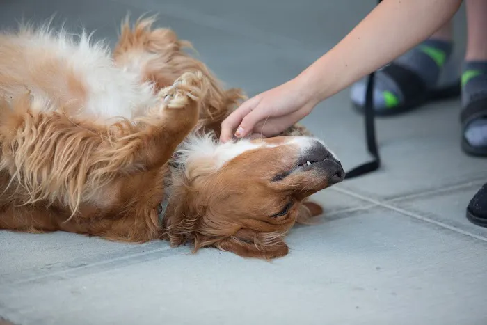 Seatown Veterinary Care 9
