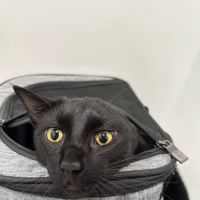 Roosevelt Station Vet Care ico
