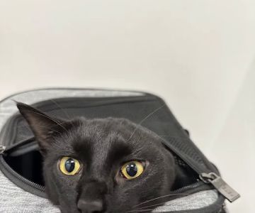 Roosevelt Station Vet Care